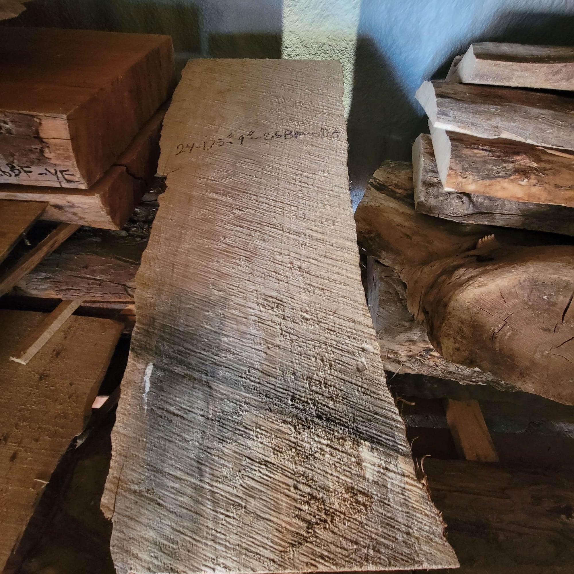 Big Leaf Maple